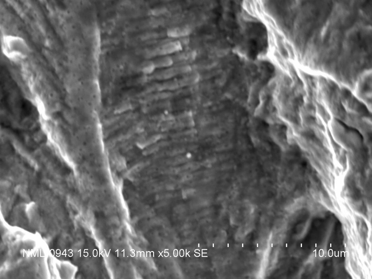 SEM micrograph showing striation in FCG sample tested in air at room temperature; Black arrow mark is showing the global direction of crack growth